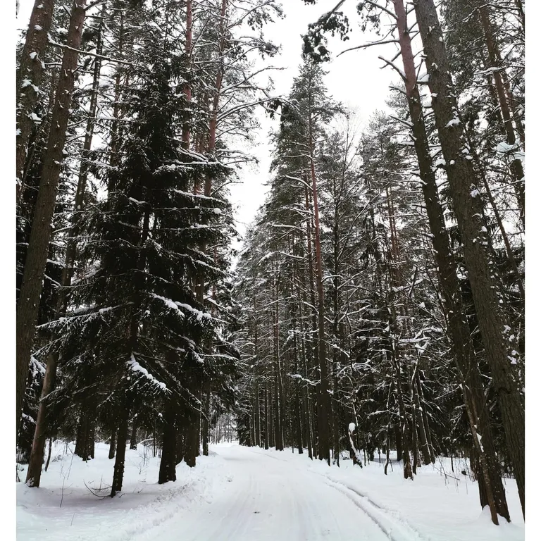 Коттедж 1-комнатный Дом — Борисово