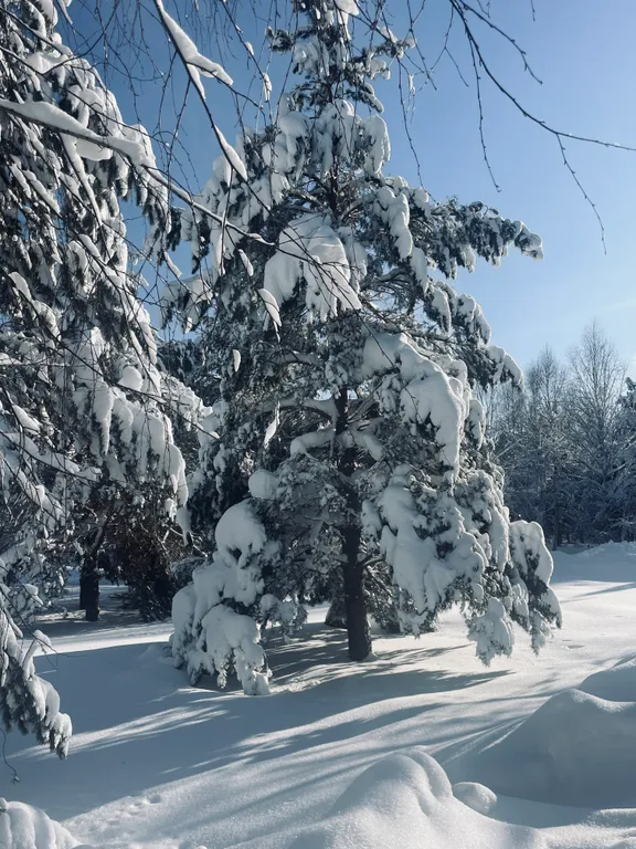 Дом в лесу