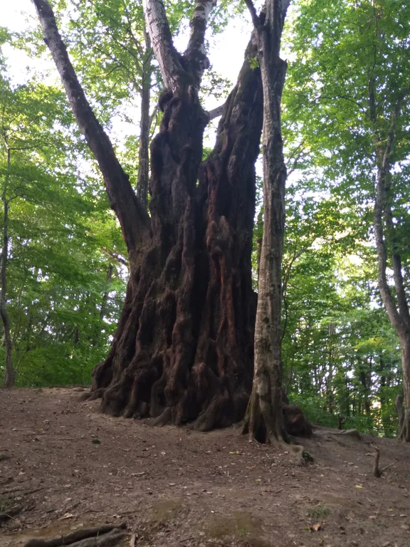 Дом на природе