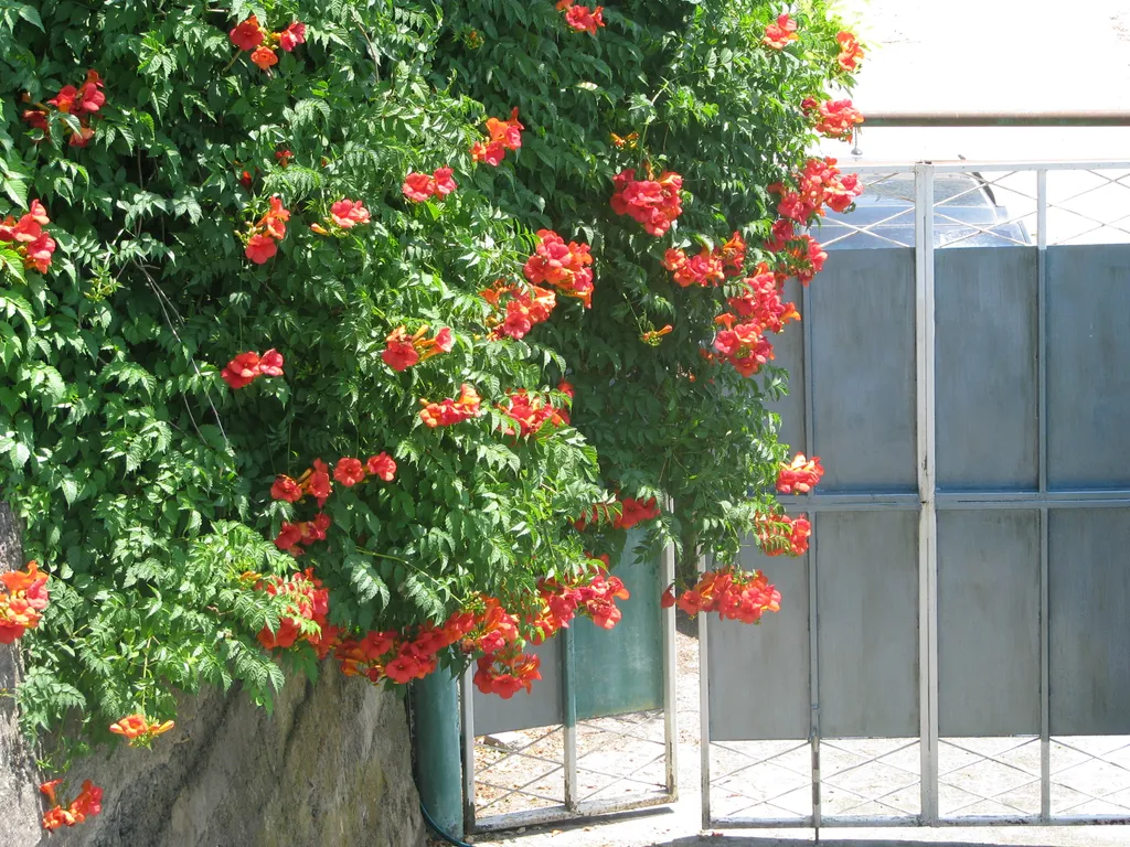 Квартира Комната с кондиционером — Гагра