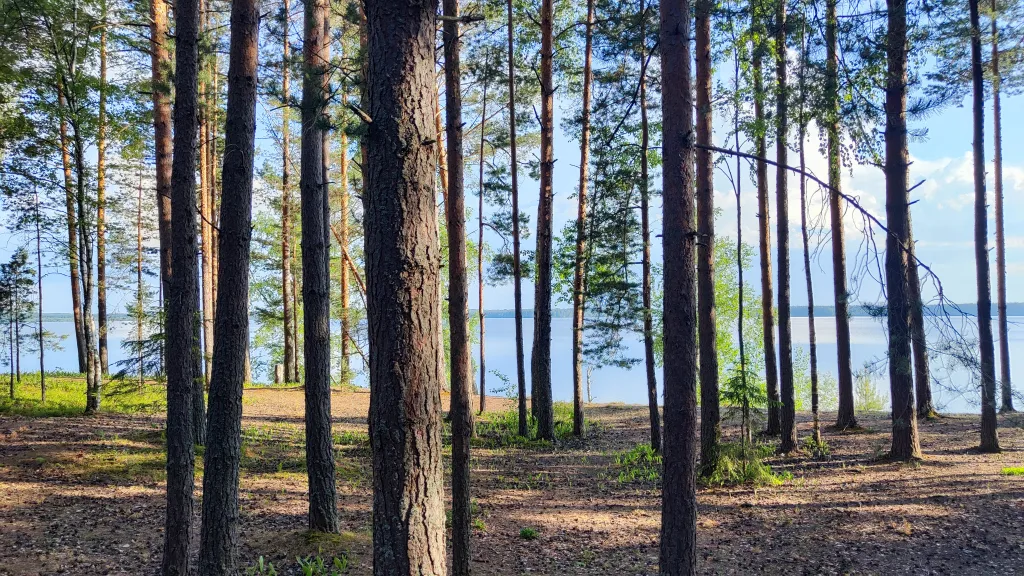 Коттедж Коттедж с баней, чаном и детской площадкой с батутом у озера, в бору — Ланино
