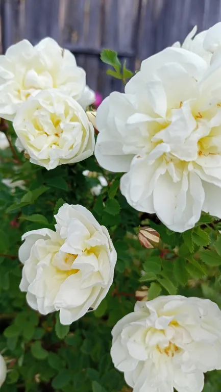 Дом-Ретро рядом с Вотчиной Деда Мороза