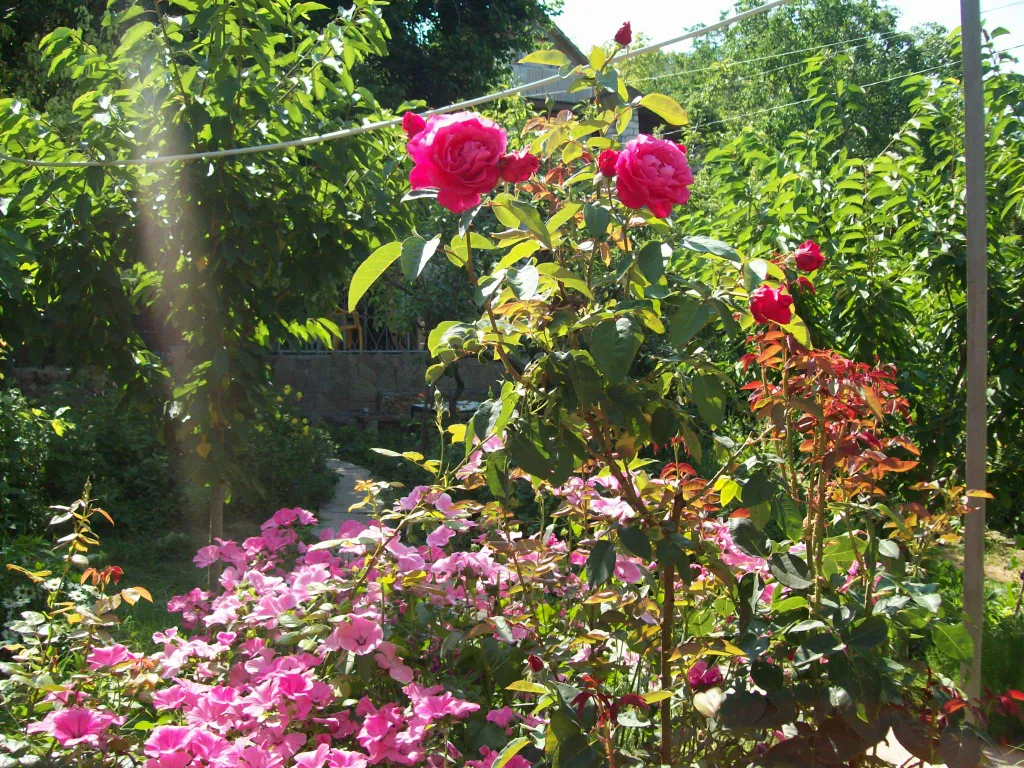 Двухместный номер в гостевом доме с уютным крымским двориком