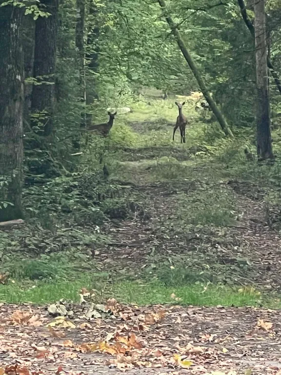 Гостевой Дом 14 в Беловежской пуще на территории Национального парка