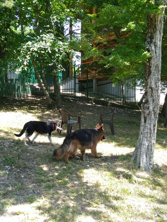 Бревенчатый дом 2 в лесу с бассейном