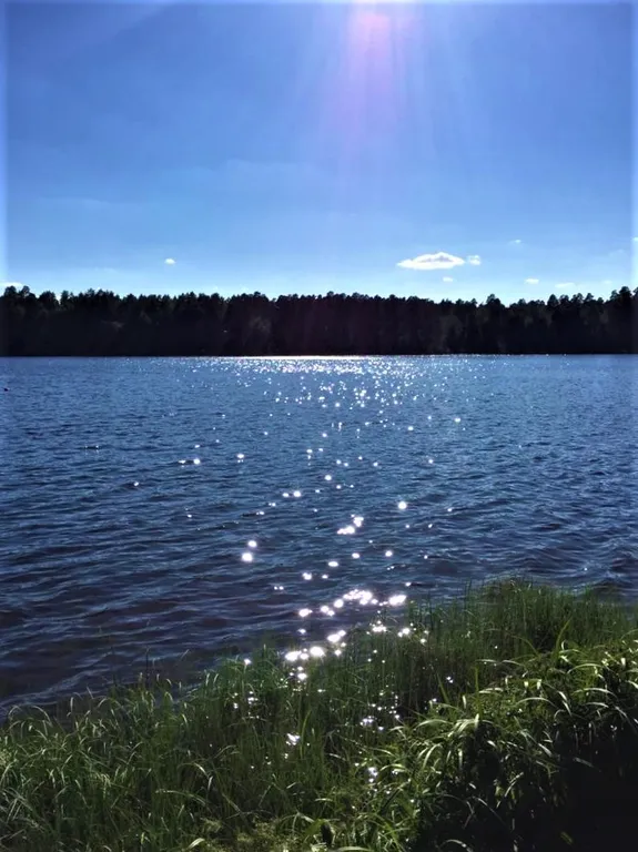 Апартаменты с видом на лес