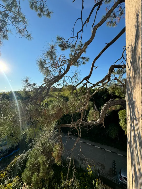 Квартира Квартира Студия с видом на сосну в бамбуковой роще — Сириус