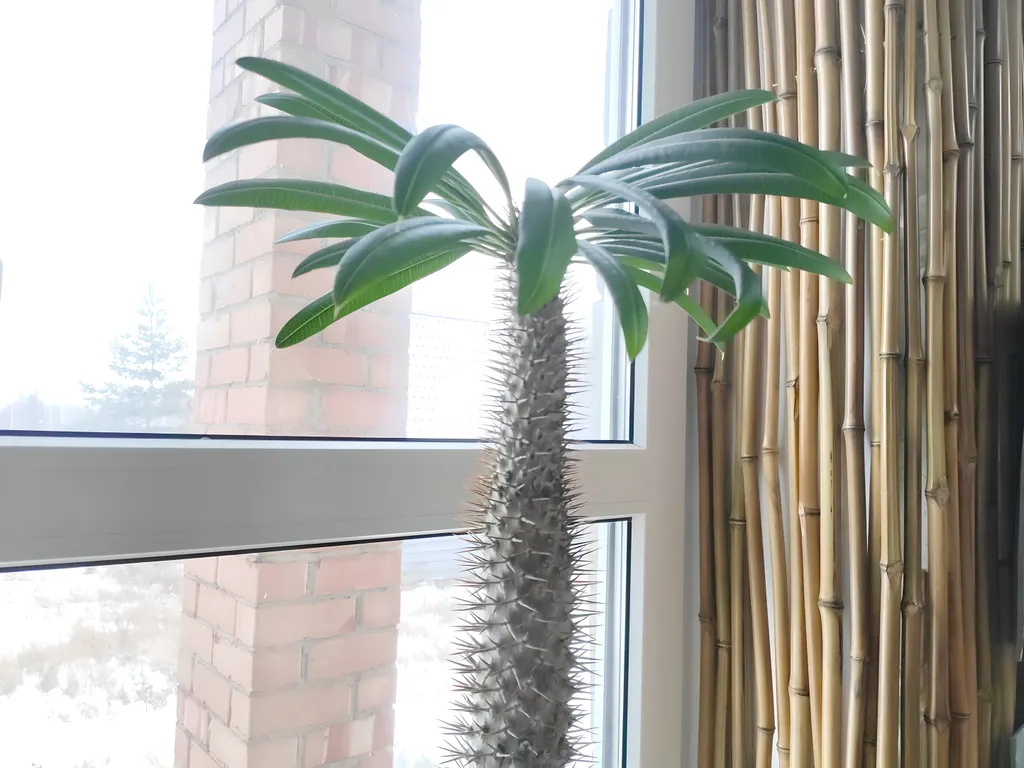 Дом Тропик у озера Увильды