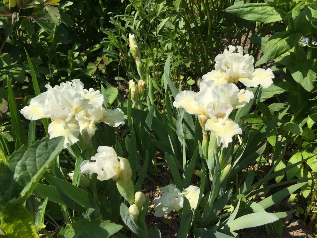 Дача бюджетная