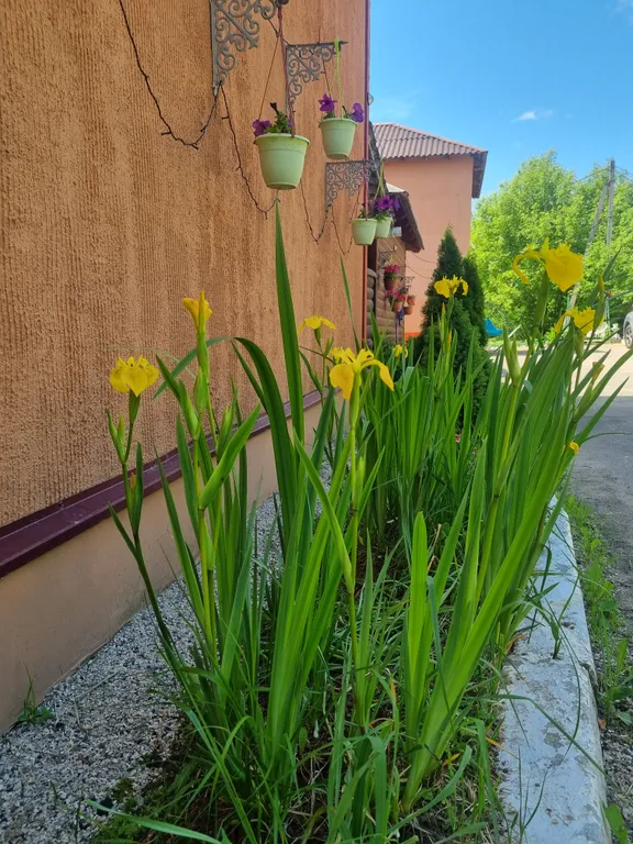 Дом с баней на дровах