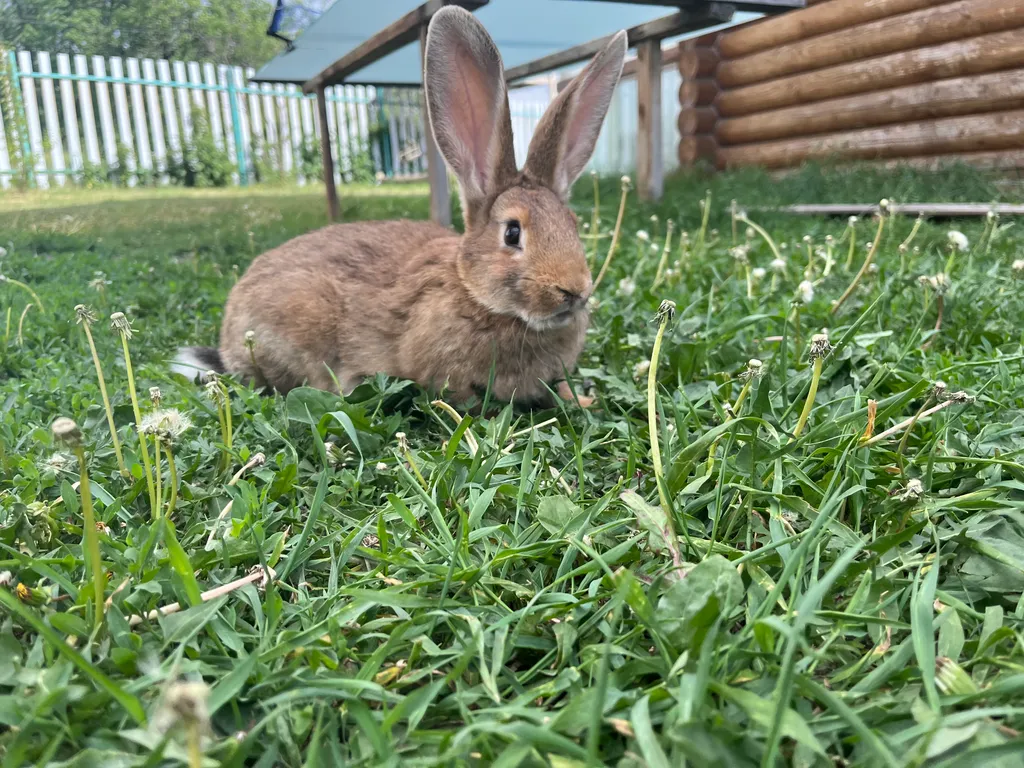 Срубовой дом с большим бассейном и шикарным видом на Жигулевские горы