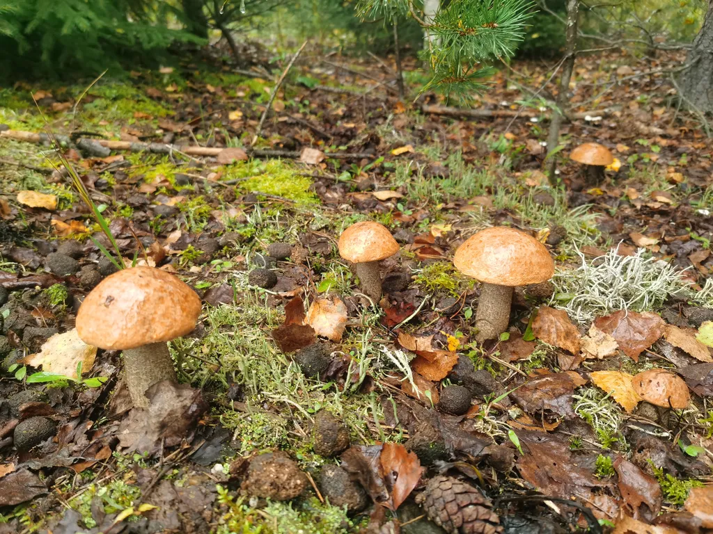 Коттедж Дом у озера с баней, чаном и детской площадкой с батутом. — Ланино