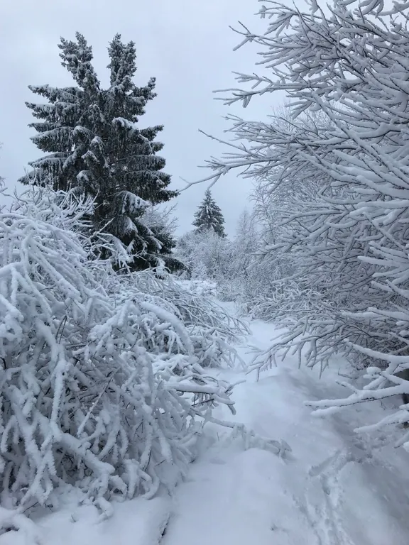 Три Галки Дом в саду