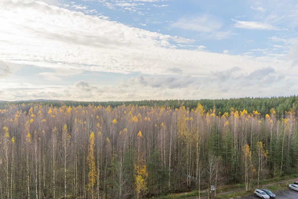 В лесной тиши