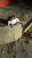 Яков