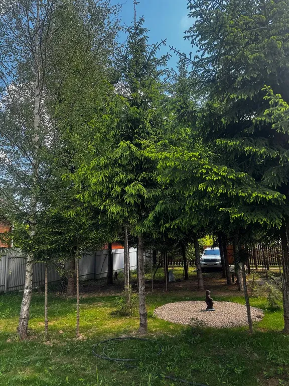 Уютный дом в лесу