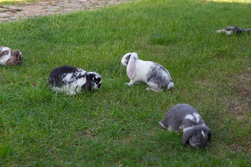 Вилла в Беларуси на озере Мядель