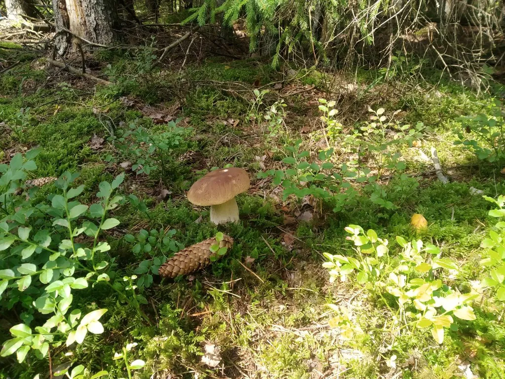 Дом с баней у Нарочи в 100 метрах до озера