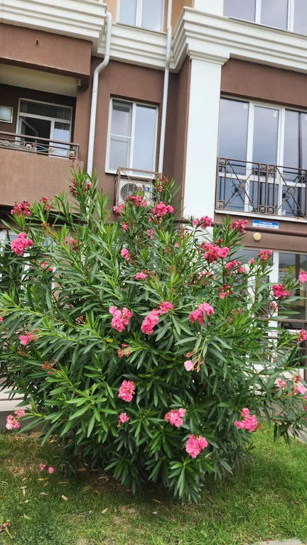 Уютная студия с балконом