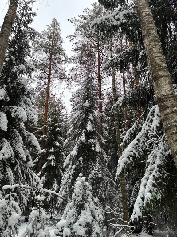 Панорамный дом в лесу