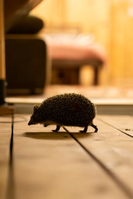 О, Дни в Лесу