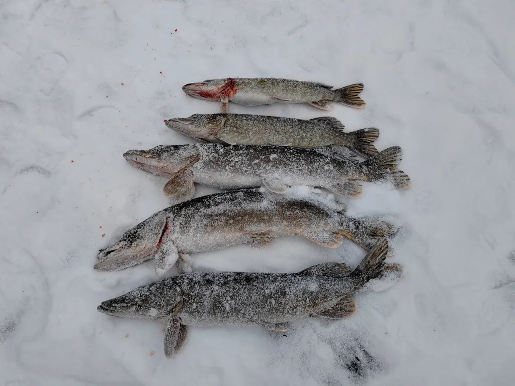 Домик на озере в глуши