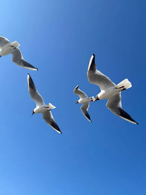 Квартира Квартира в исторической части города, центр — Кронштадт