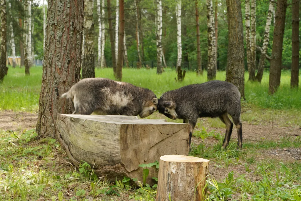 Отдых в лесу с баней и горячим чаном