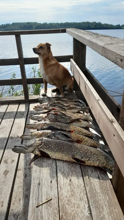 Коттедж Коттедж на берегу озера,рыбалка и отдых всей семьей! — Родионово