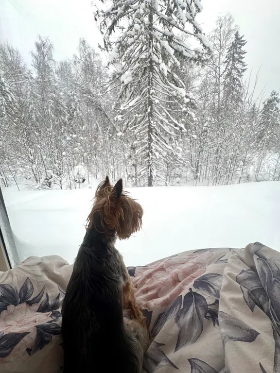 Уютнейший домик в лесу в черте города с панорамным окном, видом на лес