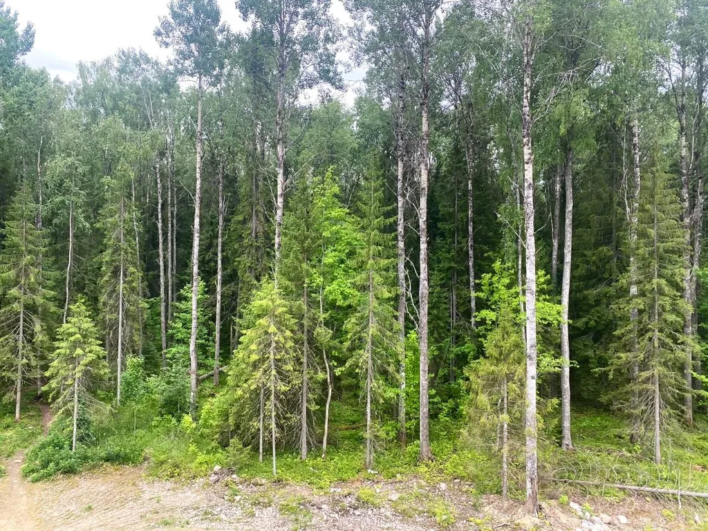 Уютная 1-комнатная квартира с видом на лес