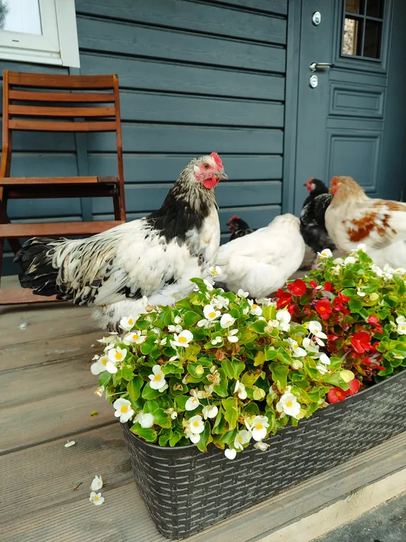 Хижина чудес