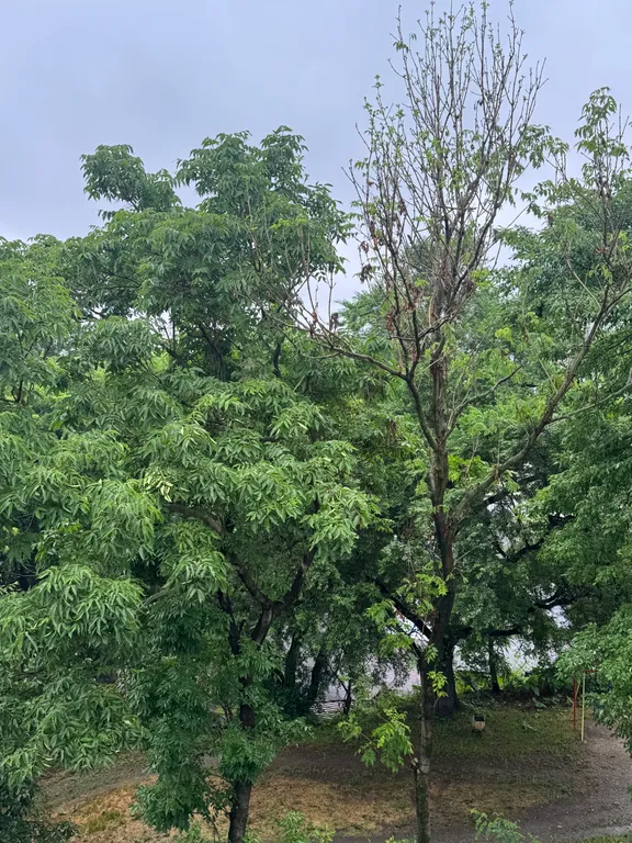 Уютная 2-комнатная квартира на Тополиной аллее