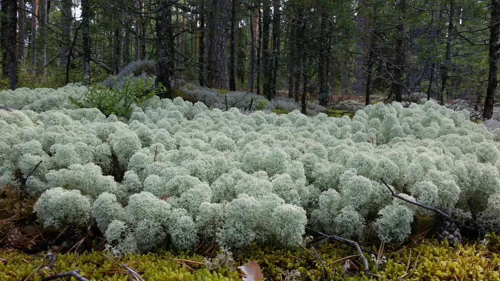 Дом на реке Молога