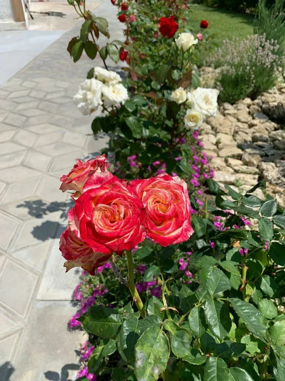 Апартаменты с отдельным выходом в сад