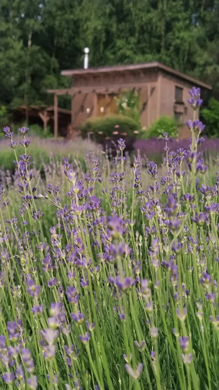 Дом в пуще в 50 км от Минска на хуторе