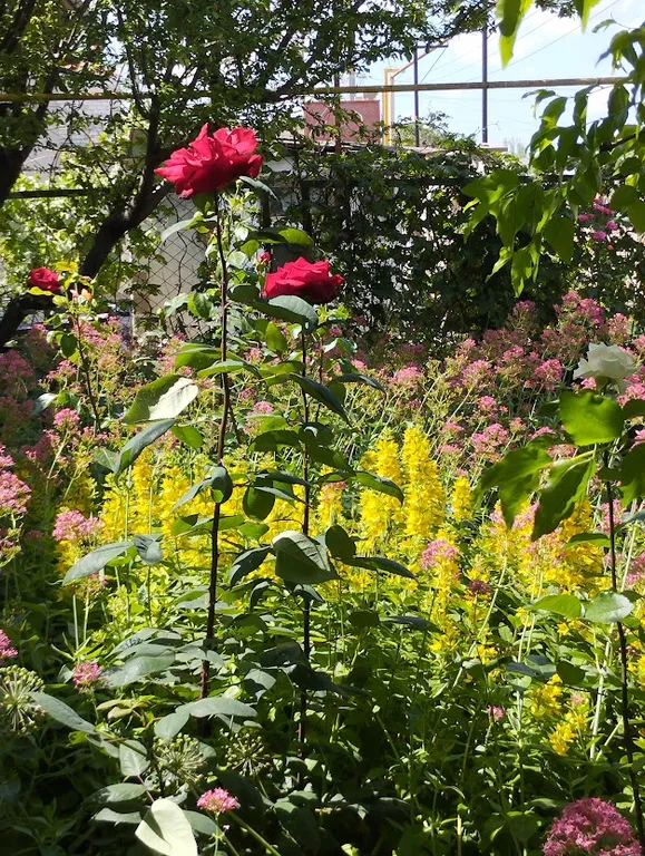 Комната с видом на осенний двор и сад