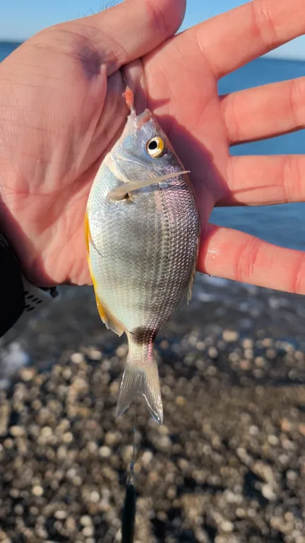 Двухуровневая квартира у реки и моря, рыбалка и мангал