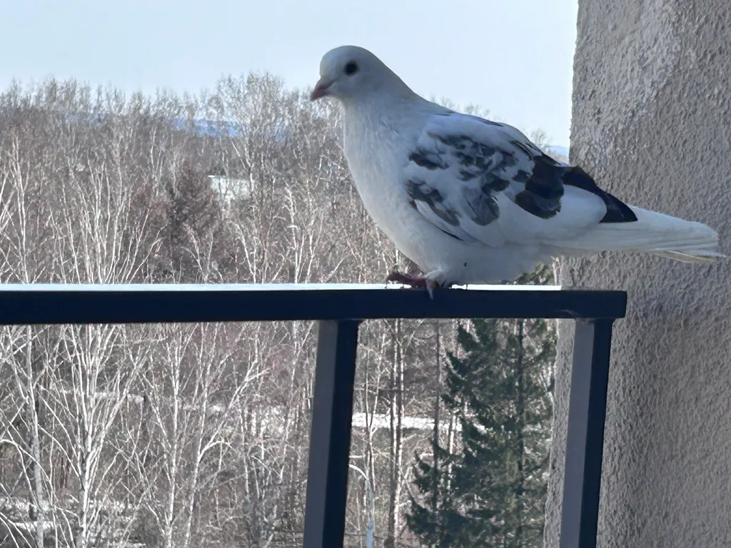 Современная студия с террасой