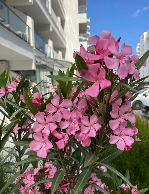 Уютные апартаменты прованс в Caesar Resort