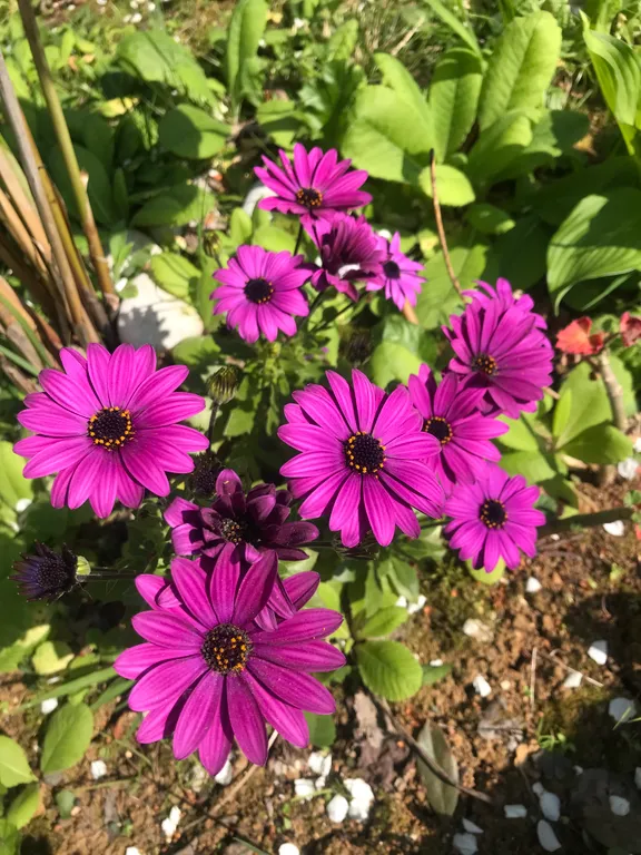 Квартира Комната — аренда посуточно в Гагра