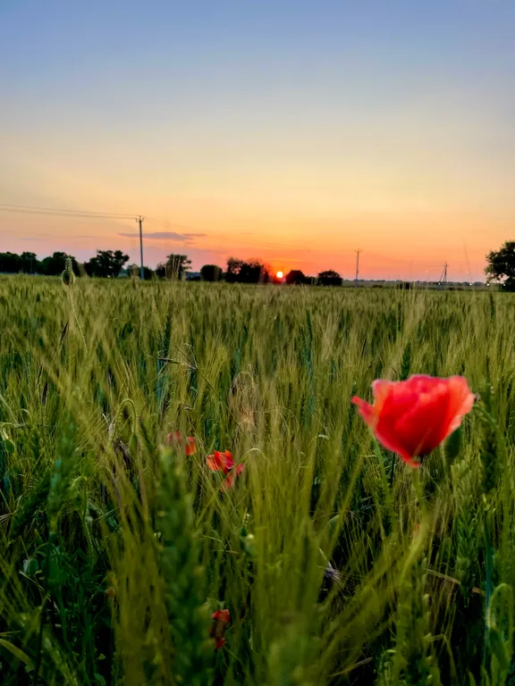 Стильная чистюля с видом на поле и закатные пейзажи