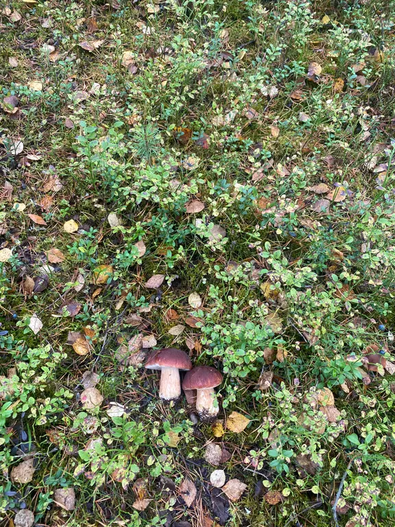 Уютный дом у леса и озера