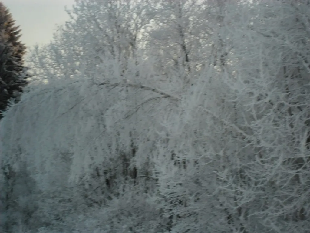 Эко дом в лесу