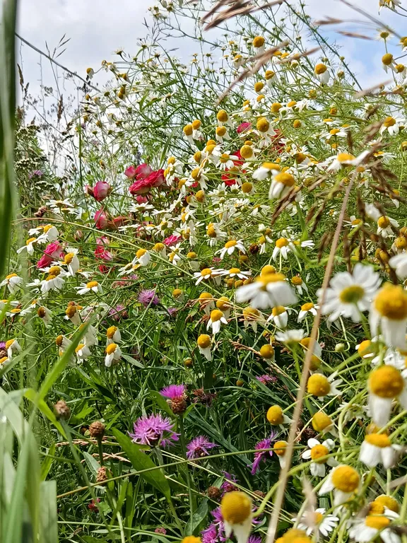 Дом Кипарис деревня Охотино