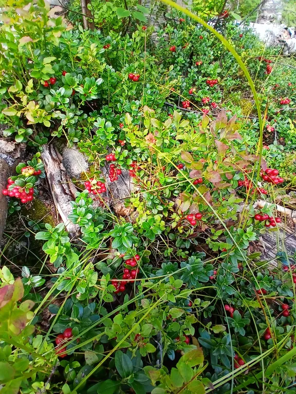 Уютный дом на берегу озера