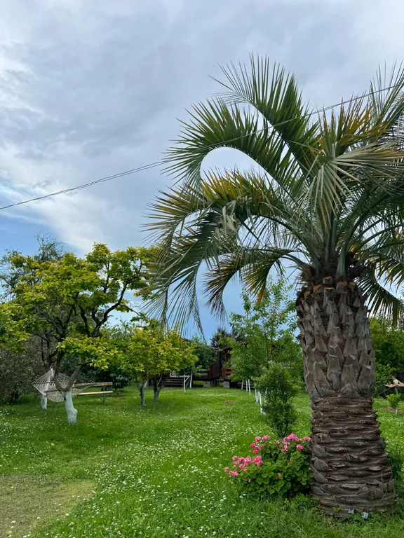 Коттедж Уютный домик с приусадебным участком — Гагра