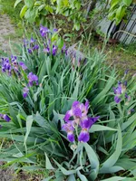 Вера Щурова