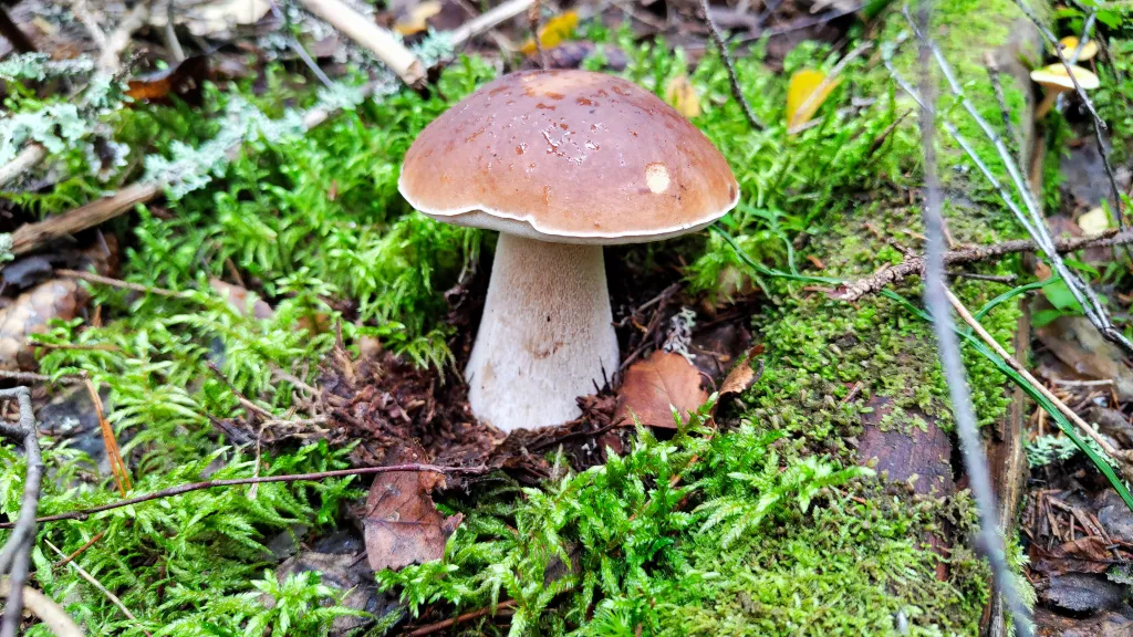 Коттедж Дом с баней, банным чаном, детской площадкой и батутом у озера в сбору — Ланино