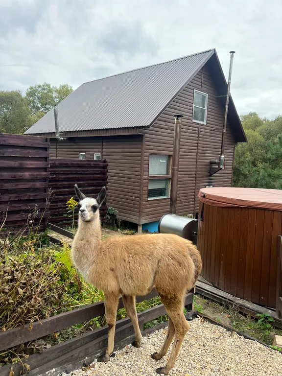 Бунгало Улей